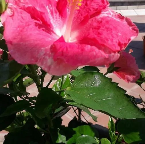 Apartament Aquamarine Relaxing